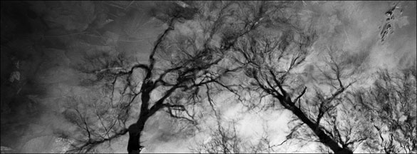 photo pris par Ang Fang - la réflexion des arbres dans l'eau